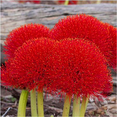 Krasnokwiat katarzyny scadoxus 1 ceb.