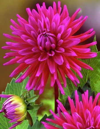 Dalia kaktusowa Purple Gem fioletowa 1 szt.