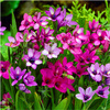 Babiana Ogrodowa Kolorowe Kwiaty Kew Hybrids 10 Szt.
