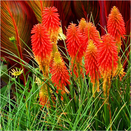 Trytoma groniasta Kniphofia Alcazar 1 szt.