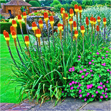 Trytoma groniasta Kniphofia Alcazar 3 szt.