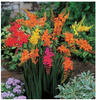 Krokosmia Ogrodowa Crocosmia Cynobrówka Mix Kolorów Cebule 20 Szt.