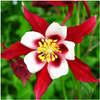 Orlik ogrodowy Crimson Star 3 szt.