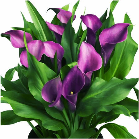 Kalia Calla Zantedeschia Grape Velvet fioletowa 3 szt.