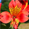 Alstroemeria ogrodowa Calisto łososiowa 3 szt.