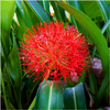 Krasnokwiat katarzyny scadoxus 1 ceb.