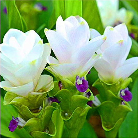 Kurkuma biała curcuma white wonder 3 szt.