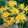 Lilia Pajęcza Lycoris Aurea żółta 1 szt.