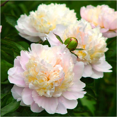 Peonia piwonia Duchesse Nemours biała 3 szt. 
