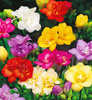 Frezja Pełna Mix Freesia Double Cebulki 20 Szt.