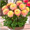 Dalia Dekoracyjna Princess Elizabeth 3 szt.