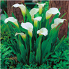 Kalia Calla Zantedeschia Crystal Blush biała 1 szt.