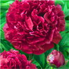 Peonia piwonia mix zestaw kolorów 3 szt.