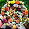 ŻYWE KAMIENIE SZCZĘŚCIA nasiona LITHOPS