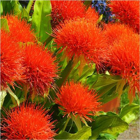 Krasnokwiat katarzyny scadoxus 3 ceb.