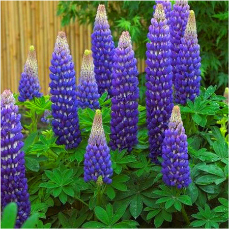 Łubin Lupine Governor niebieski 3 szt.