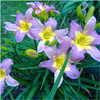 Liliowiec nile crane hemerocallis 1 szt.