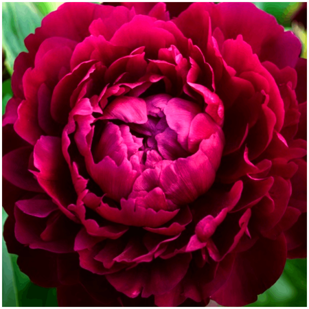 Peonia piwonia Wine Peony kolor wina 1 szt.