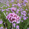 WERBENA PATAGOŃSKA VERBENA BONARIENSIS