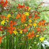 Krokosmia Ogrodowa Crocosmia Cynobrówka Mix Kolorów Cebule 10 Szt.
