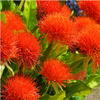 Krasnokwiat katarzyny scadoxus 3 ceb.