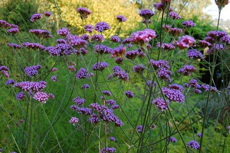 WERBENA PATAGOŃSKA VERBENA BONARIENSIS