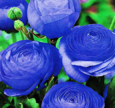 Jaskier Ranunculus Niebieski Cebulki 5 Szt.