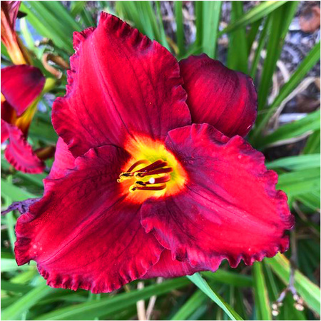 Liliowiec crown fire czerwony hemerocallis 3 szt.